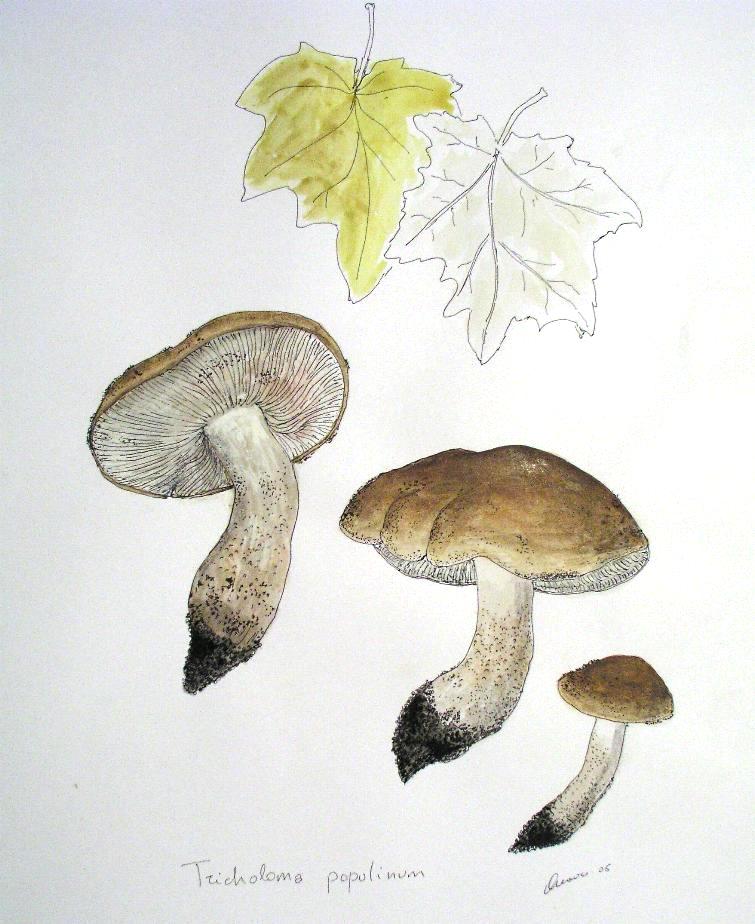 Tricholoma populinum Lange